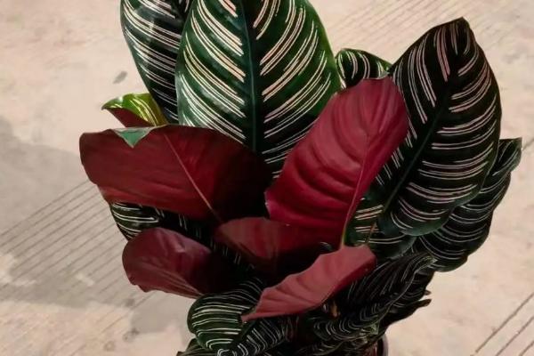 双线竹芋的养殖方法,要合理的控制其生长温度