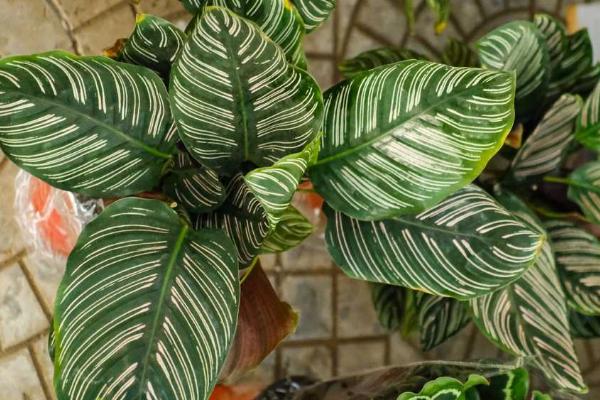 双线竹芋的养殖方法,要合理的控制其生长温度