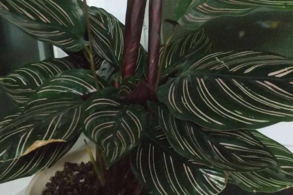 双线竹芋的养殖方法,要合理的控制其生长温度