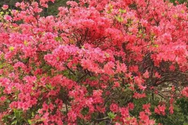 映山红黄叶怎么办,需先找到黄叶的原因