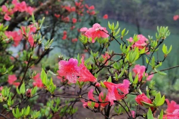 映山红黄叶怎么办,需先找到黄叶的原因