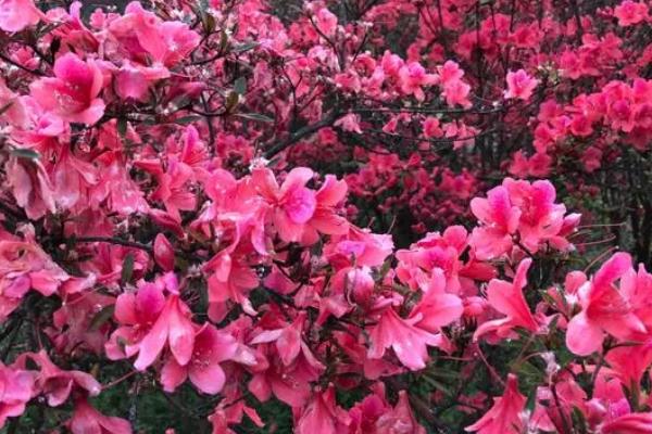 映山红黄叶怎么办,需先找到黄叶的原因