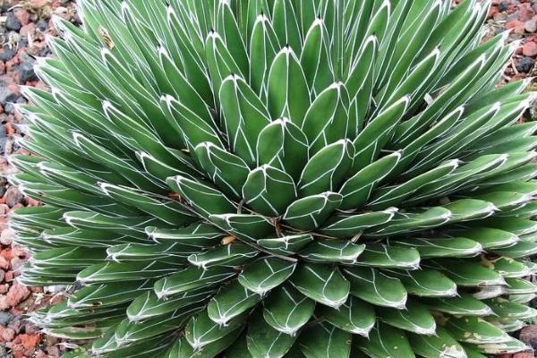 维多利亚女王龙舌兰的养殖方法,在日光照射充足的位置养殖