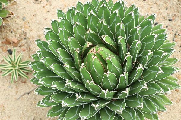 维多利亚女王龙舌兰的养殖方法,在日光照射充足的位置养殖