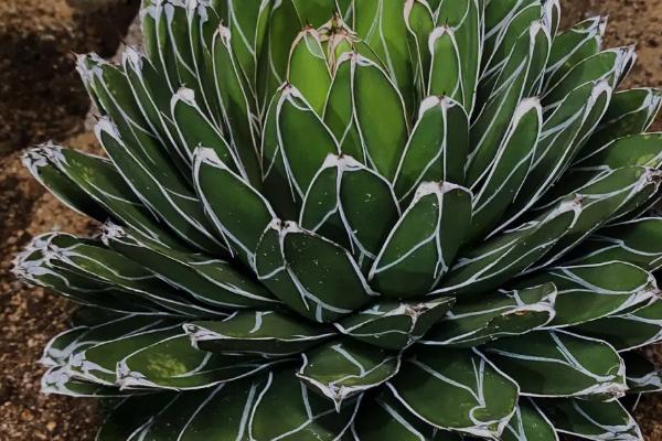 维多利亚女王龙舌兰的养殖方法,在日光照射充足的位置养殖