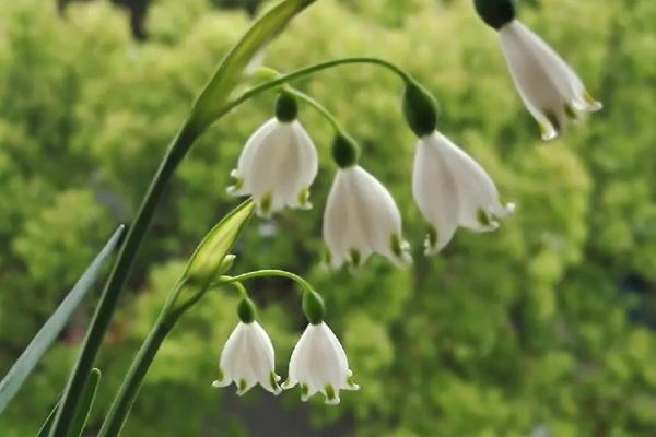 雪片莲的种植方法,通常是在春季或者夏季进行栽培