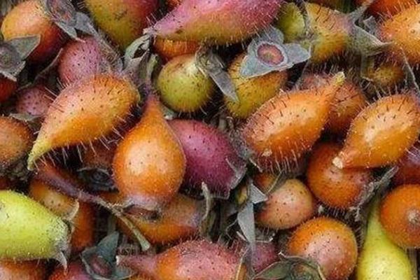 刚摘的金樱子要怎样处理,第一步就是要将种子清理干净