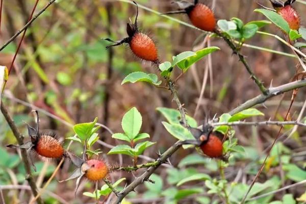 刚摘的金樱子要怎样处理,第一步就是要将种子清理干净