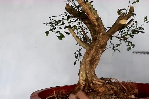 下山桩冬天还能生根吗,不能生根需要等到次年春季温度回升后