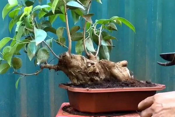 下山桩冬天还能生根吗,不能生根需要等到次年春季温度回升后