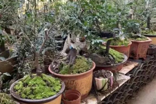 下山桩冬天还能生根吗,不能生根需要等到次年春季温度回升后