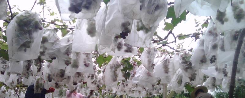 葡萄为什么套袋，可减轻病害和改善果面等