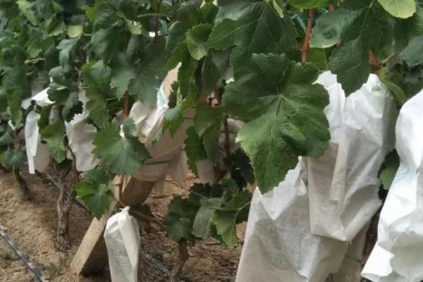 葡萄为什么套袋,可减轻病害和改善果面等