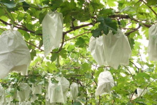 葡萄为什么套袋,可减轻病害和改善果面等