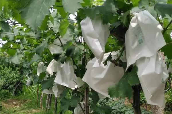 葡萄为什么套袋,可减轻病害和改善果面等