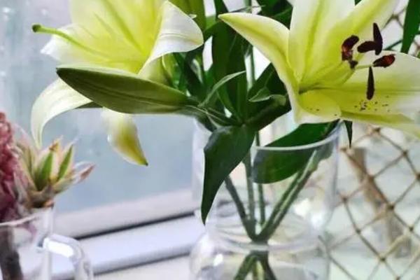 香水百合怎么水培养殖,一定要勤换水