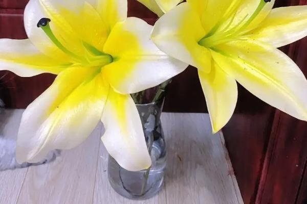 香水百合怎么水培养殖,一定要勤换水