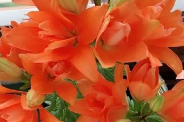 香水百合怎么水培养殖,一定要勤换水