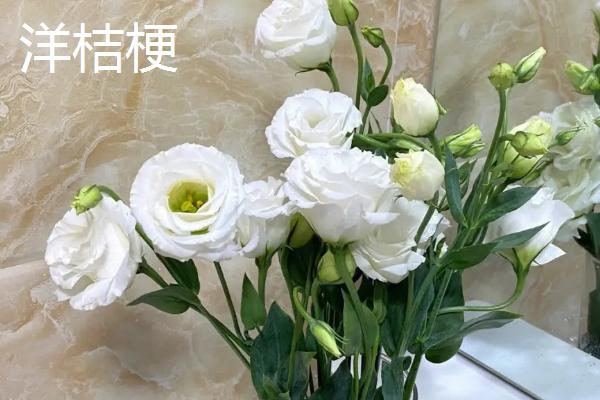 洋桔梗和桔梗花的区别,科属、花型和花期均不同