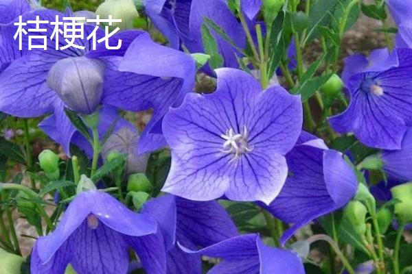 洋桔梗和桔梗花的区别,科属、花型和花期均不同