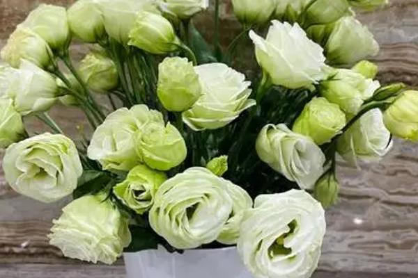 洋桔梗和桔梗花的区别,科属、花型和花期均不同