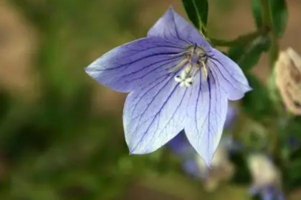 洋桔梗和桔梗花的区别,科属、花型和花期均不同