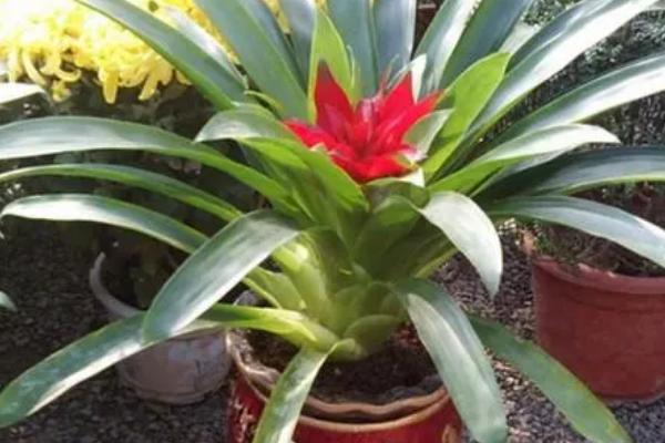 鸿运当头不生根的原因及解决方法，土壤不适或浇水不当等均会导致