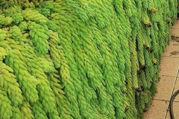 翡翠景天怎么避免翻盆不掉叶子,首先要控制水肥