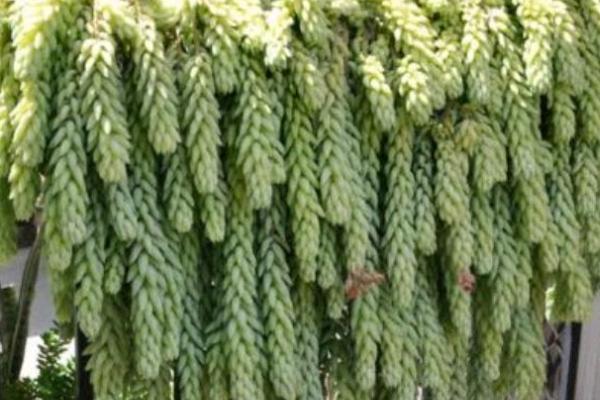 翡翠景天怎么避免翻盆不掉叶子,首先要控制水肥