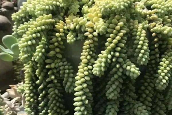 翡翠景天怎么避免翻盆不掉叶子,首先要控制水肥