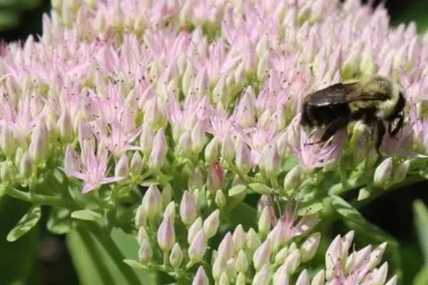 七子花的花语,寓意人丁兴旺、高雅、勤劳等