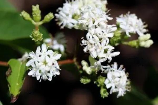 七子花的花语,寓意人丁兴旺、高雅、勤劳等