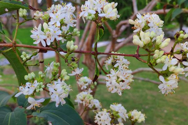 七子花的花语,寓意人丁兴旺、高雅、勤劳等
