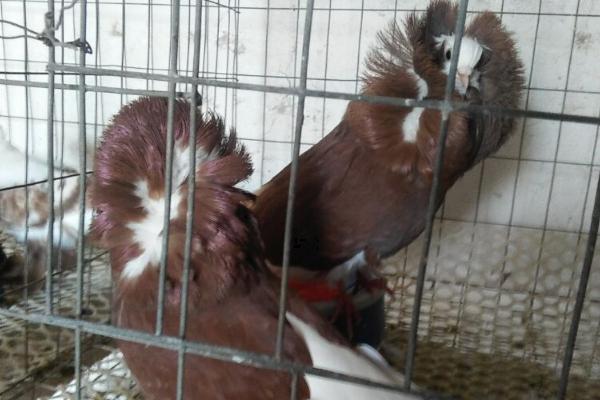 观赏鸽品种，常见的有凤尾鸽、淑女鸽、元宝鸽等