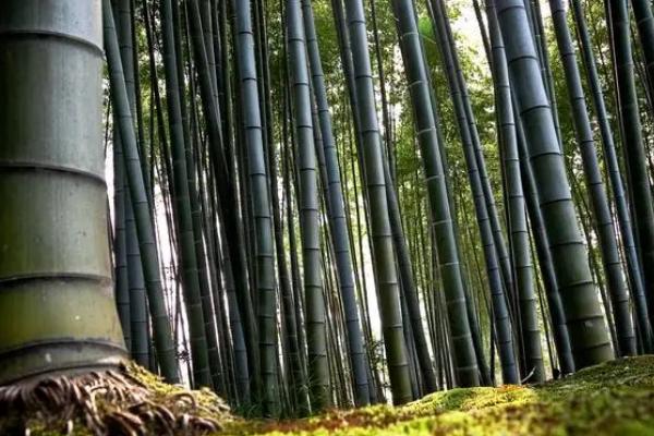 竹子的生长速度,每昼夜可以长150-200厘米左右