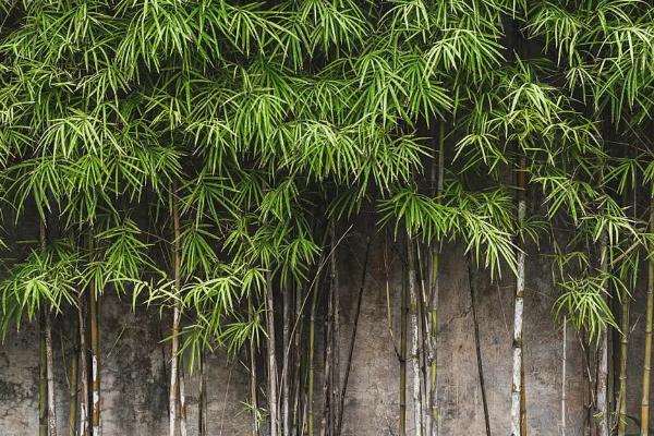 竹子的生长速度,每昼夜可以长150-200厘米左右