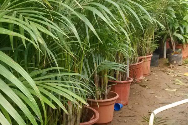 竹子的生长速度,每昼夜可以长150-200厘米左右