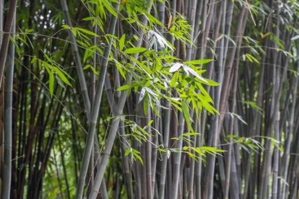 竹子的生长速度,每昼夜可以长150-200厘米左右