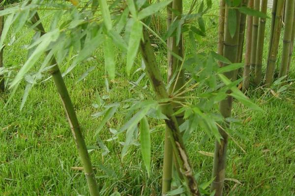 竹子的生长速度,每昼夜可以长150-200厘米左右