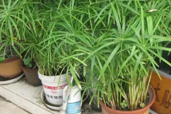 竹子的生长速度,每昼夜可以长150-200厘米左右