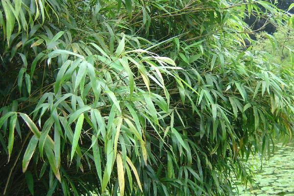 竹子的生长速度,每昼夜可以长150-200厘米左右