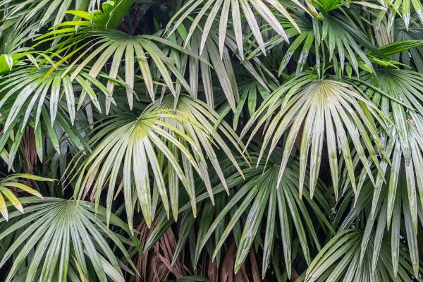 竹子的生长速度,每昼夜可以长150-200厘米左右