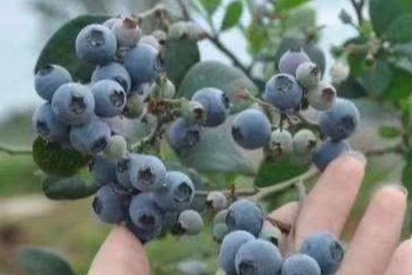 无需授粉蓝莓品种有哪些,常见这4种