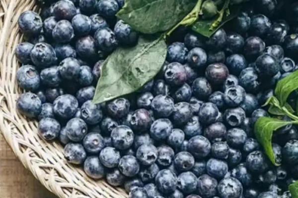 无需授粉蓝莓品种有哪些,常见这4种