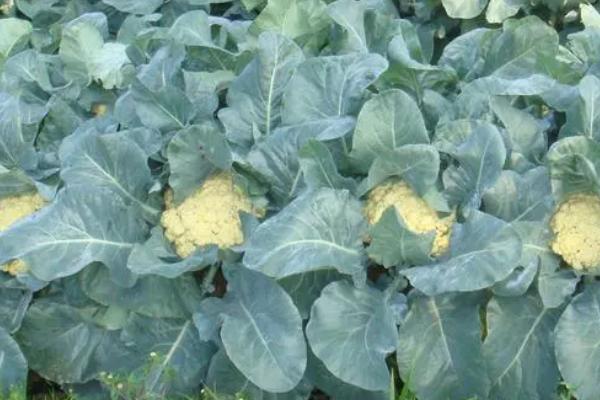 花菜割掉后能不能重新长出,可以生长但不能长出花球