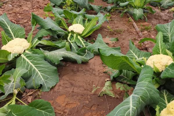 花菜割掉后能不能重新长出,可以生长但不能长出花球