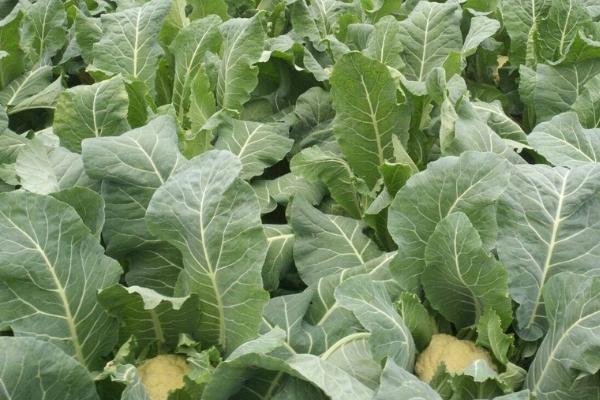 花菜割掉后能不能重新长出,可以生长但不能长出花球