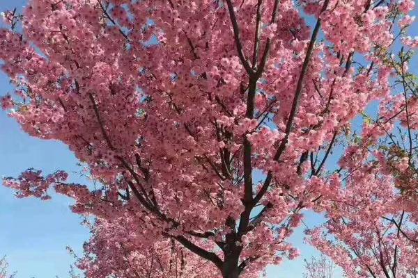 种植樱花树的方法,定植后的2-3年内要包裹稻草