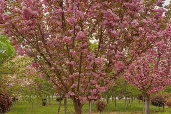 种植樱花树的方法,定植后的2-3年内要包裹稻草