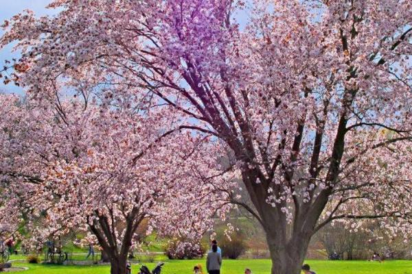 种植樱花树的方法,定植后的2-3年内要包裹稻草